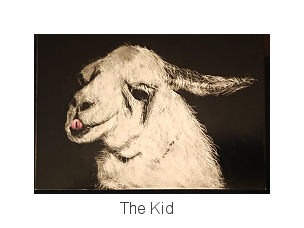 goat kid